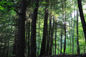 County Conservation Plan Kinderhook Woods.JPG