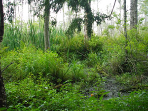 pine swamp1