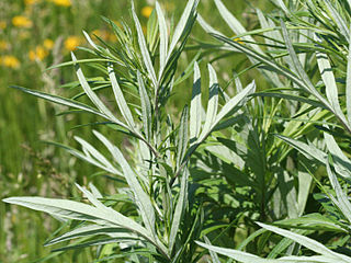 Artemisia vulgaris mugwort 0081